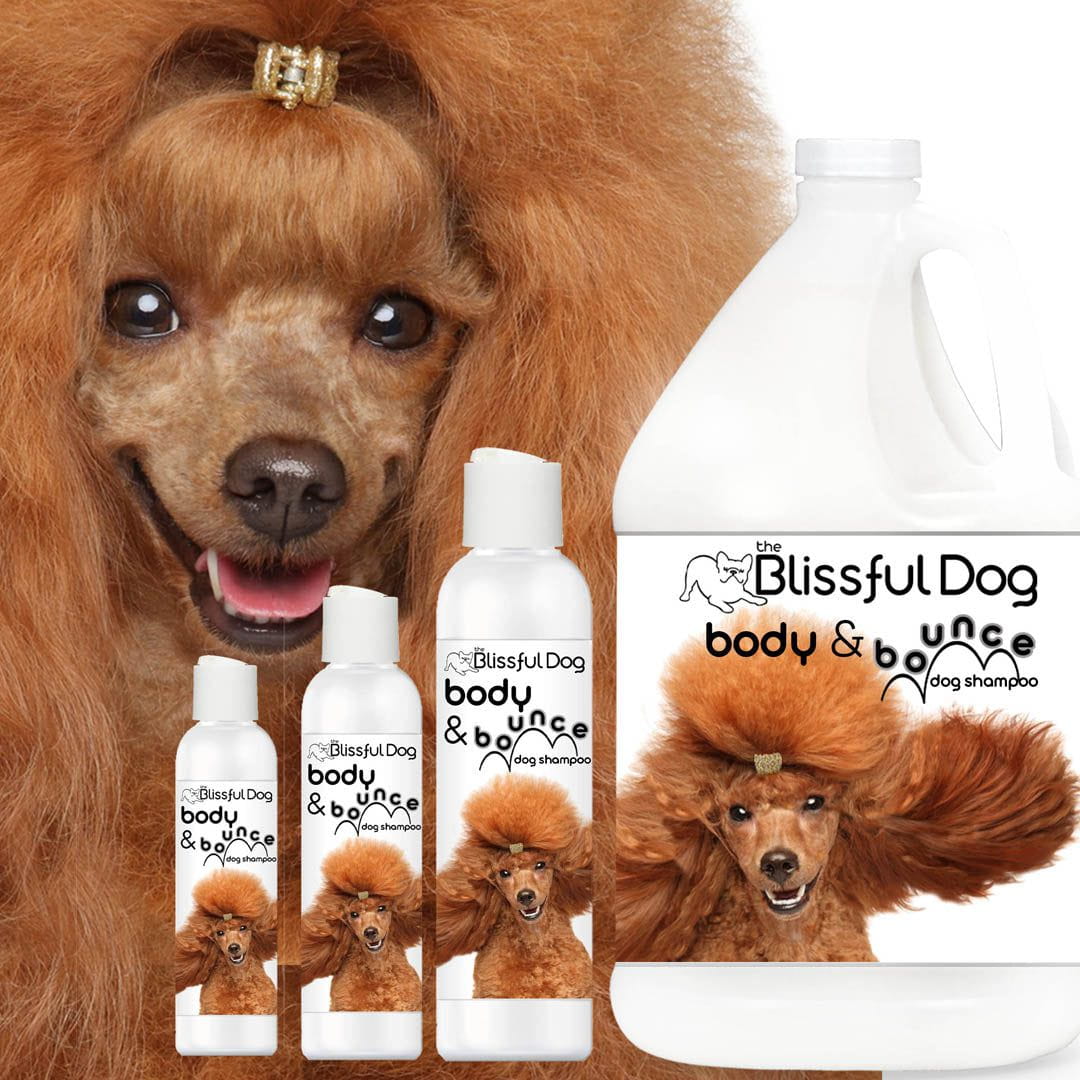 poodle volume shampoo